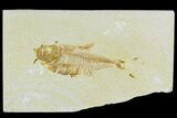 Bargain, Fossil Fish (Diplomystus) - Green River Formation #120634-1